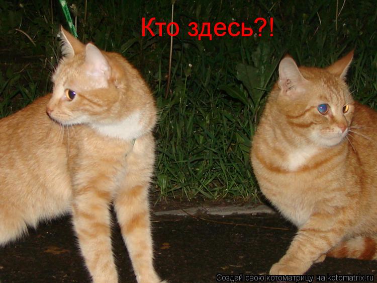Кто здесь?!... Котоматрица: Кто здесь?!