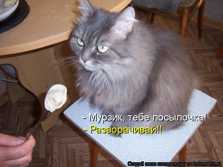 - Мурзик, тебе посылочка! - Разворачивай!!... Котоматрица: - Мурзик, тебе посылочка! - Разворачивай!!