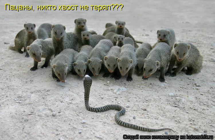Пацаны, никто хвост не терял???... Котоматрица: Пацаны, никто хвост не терял???