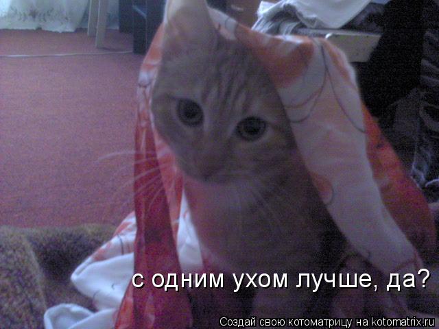 с одним ухом лучше, да?... Котоматрица: с одним ухом лучше, да?