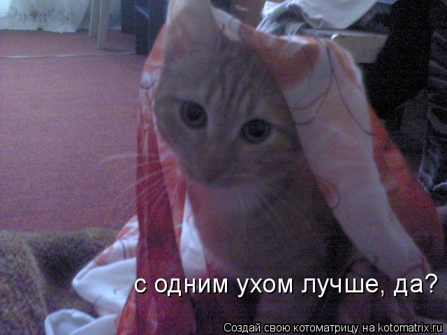 Котоматрица: с одним ухом лучше, да?