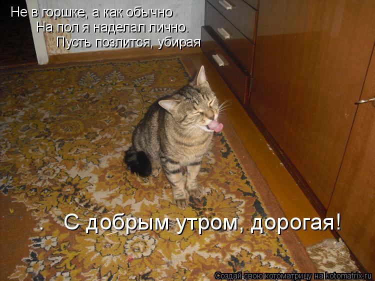 Котоматрица: Не в горшке, а как обычно  На пол я наделал лично.  Пусть позлится, убирая  –   С добрым утром, дорогая!