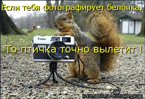 Если тебя фотографирует белочка, То птичка точно вылетит !... Котоматрица: Если тебя фотографирует белочка, То птичка точно вылетит !