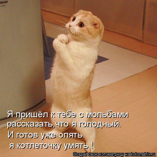 Я пришёл к тебе с мольбами рассказать,что я голодный. И готов уже опять я котлеточку умять !... Котоматрица: Я пришёл к тебе с мольбами рассказать,что я голодный. И готов уже опять я котлеточку умять !