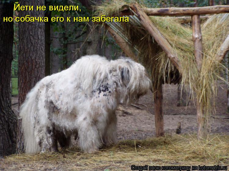 Йети не видели, но собачка его к нам забегала... Котоматрица: Йети не видели, но собачка его к нам забегала