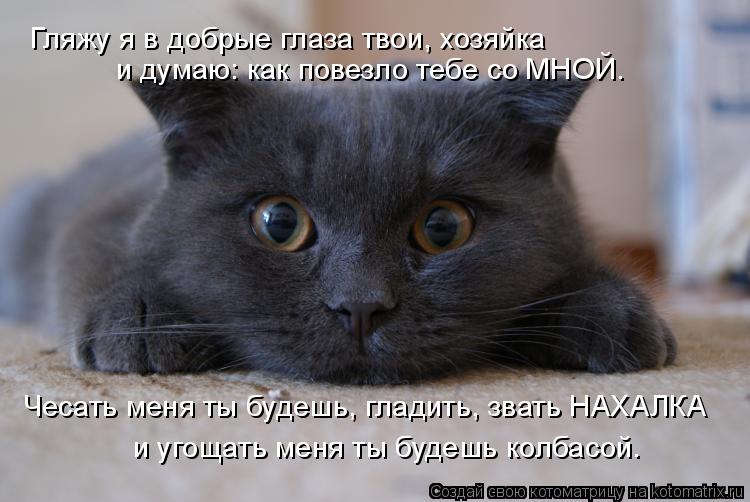 Котоматрица: Гляжу я в добрые глаза твои, хозяйка и думаю: как повезло тебе со МНОЙ. Чесать меня ты будешь, гладить, звать НАХАЛКА и угощать меня ты будешь 