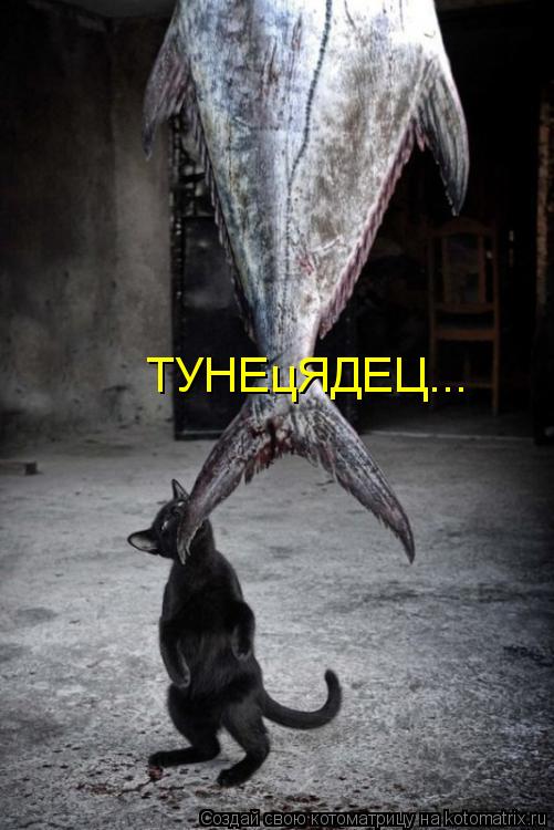 Котоматрица: ТУНЕцЯДЕЦ...