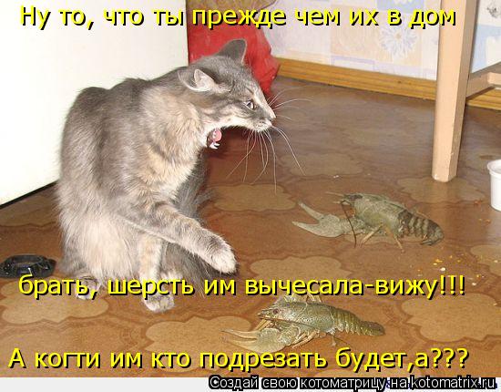 Котоматрица: Ну то, что ты прежде чем их в дом брать, шерсть им вычесала-вижу!!! А когти им кто подрезать будет,а???
