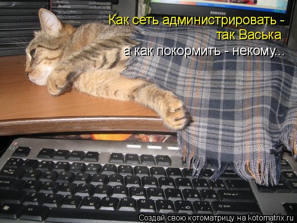 Как сеть администрировать - так Васька а как покормить - некому...... Котоматрица: Как сеть администрировать - так Васька а как покормить - некому...