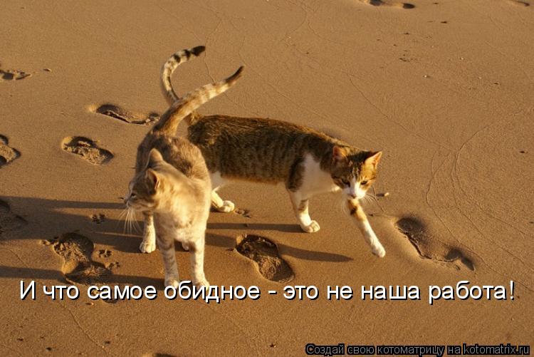 И что самое обидное - это не наша работа!... Котоматрица: И что самое обидное - это не наша работа!