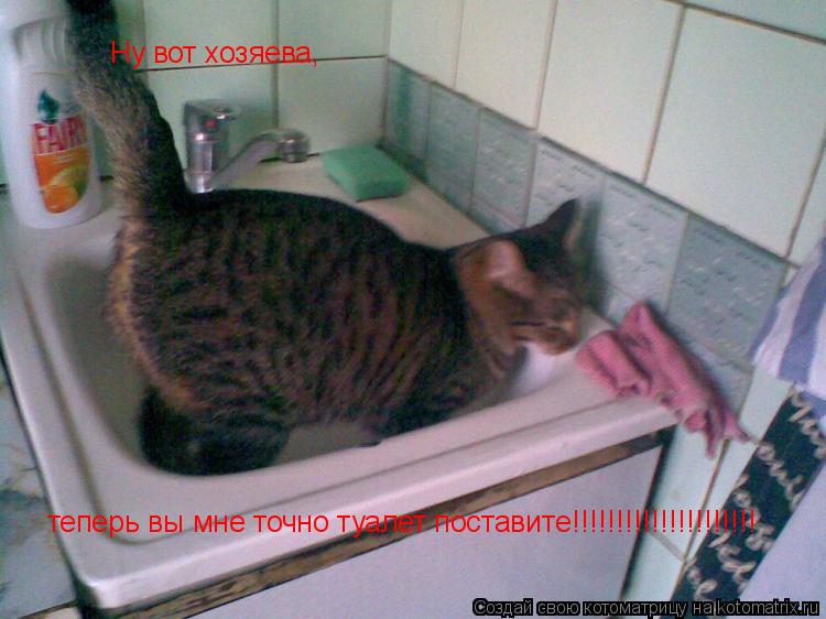 Ну вот хозяева, теперь вы мне точно туалет поставите!!!!!!!!!!!!!!!!!!!!!... Котоматрица: Ну вот хозяева, теперь вы мне точно туалет поставите!!!!!!!!!!!!!!!!!!!!!