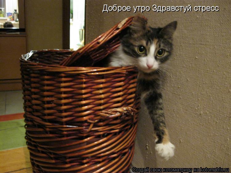 Котоматрица: Доброе утро Здравстуй стресс