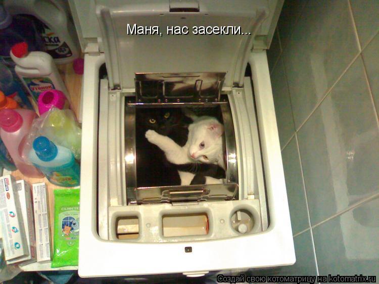 Маня, нас засекли...... Котоматрица: Маня, нас засекли...