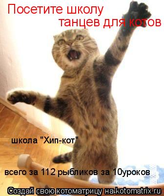 Посетите школу танцев для котов школа "Хип-кот" всего за 112 рыбликов за 10уроков... Котоматрица: Посетите школу танцев для котов школа "Хип-кот" всего за 112 рыбликов за 10уроков