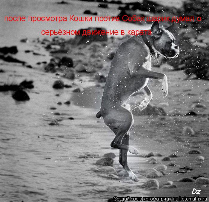 после просмотра Кошки против Собак шарик думал о серьёзном движение в каратэ... Котоматрица: после просмотра Кошки против Собак шарик думал о серьёзном движение в каратэ