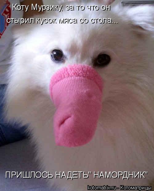 Коту Мурзику, за то что он стырил кусок мяса со стола... ПРИШЛОСЬ НАДЕТЬ" НАМОРДНИК"... Котоматрица: Коту Мурзику, за то что он стырил кусок мяса со стола... ПРИШЛОСЬ НАДЕТЬ" НАМОРДНИК"
