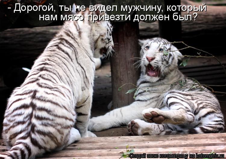 Котоматрица: - Дорогой, ты не видел мужчину, который нам мясо привезти должен был?