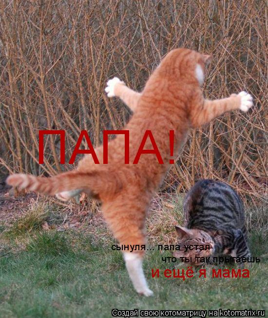 ПАПА! сынуля... папа устал что ты так прыгаешь и ещё я мама... Котоматрица: ПАПА! сынуля... папа устал что ты так прыгаешь и ещё я мама