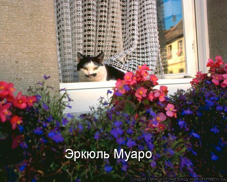 Котоматрица: Эркюль Муаро