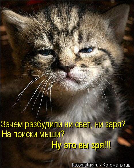 Зачем разбудили ни свет, ни заря? На поиски мыши? Ну это вы зря!!! Ну это вы зря!!!... Котоматрица: Зачем разбудили ни свет, ни заря? На поиски мыши? Ну это вы зря!!! Ну это вы зря!!!