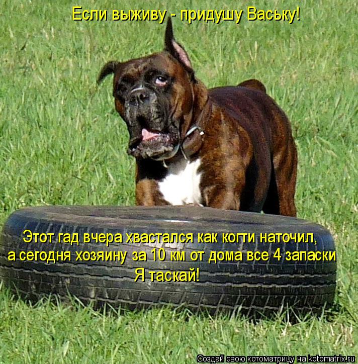 Котоматрица: а сегодня хозяину за 10 км от дома все 4 запаски  Этот гад вчера хвастался как когти наточил,  Я таскай! Если выживу - придушу Ваську!