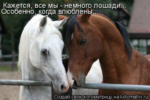 Кажется, все мы - немного лошади... Особенно, когда влюблены...... Котоматрица: Кажется, все мы - немного лошади... Особенно, когда влюблены...