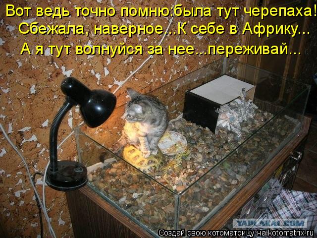 Котоматрица: Сбежала, наверное...К себе в Африку... А я тут волнуйся за нее...переживай... Вот ведь точно помню:была тут черепаха!
