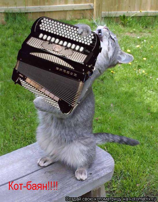 Кот-баян!!!!... Котоматрица: Кот-баян!!!!