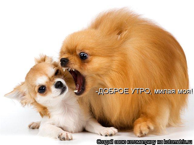 Котоматрица: -ДОБРОЕ УТРО, милая моя!