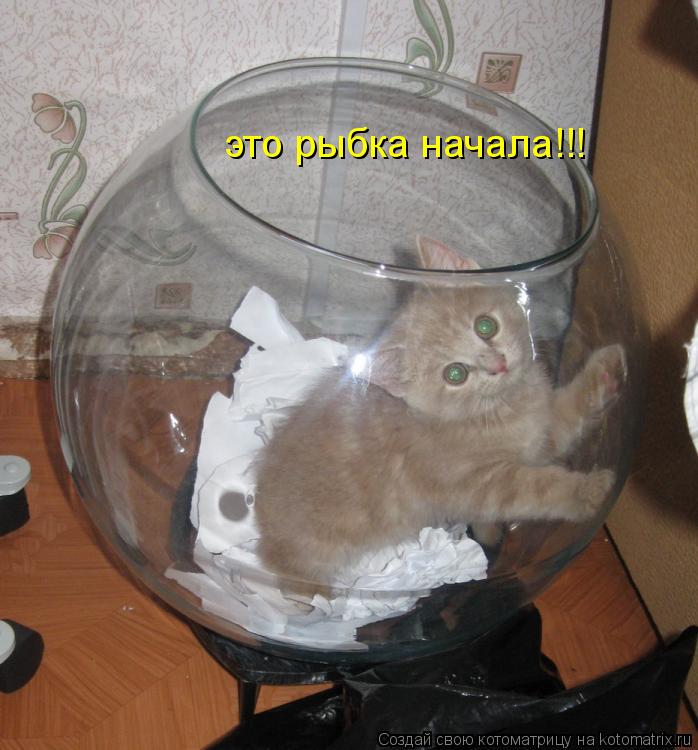 это рыбка начала!!!... Котоматрица: это рыбка начала!!!