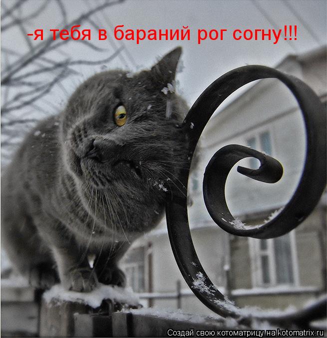 -я тебя в бараний рог согну!!!... Котоматрица: -я тебя в бараний рог согну!!!