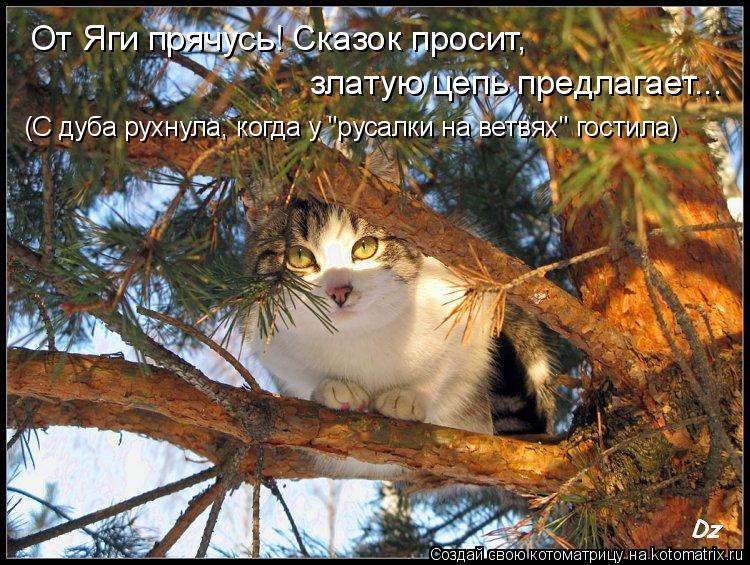 От Яги прячусь! Сказок просит, златую цепь предлагает... (С дуба рухнула, когда у "русалки на ветвях... Котоматрица: От Яги прячусь! Сказок просит, златую цепь предлагает... (С дуба рухнула, когда у "русалки на ветвях" гостила)