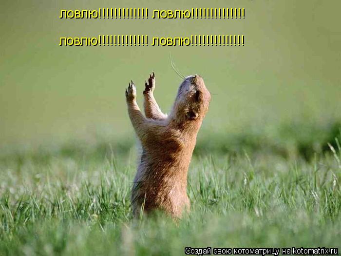ловлю!!!!!!!!!!!!! ловлю!!!!!!!!!!!!!! ловлю!!!!!!!!!!!!! ловлю!!!!!!!!!!!!!!... Котоматрица: ловлю!!!!!!!!!!!!! ловлю!!!!!!!!!!!!!! ловлю!!!!!!!!!!!!! ловлю!!!!!!!!!!!!!!