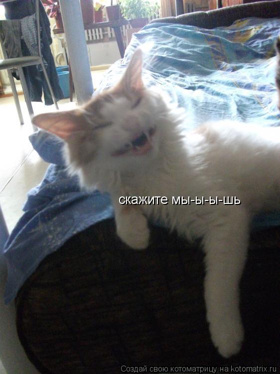 скажите мы-ы-ы-шь... Котоматрица: скажите мы-ы-ы-шь