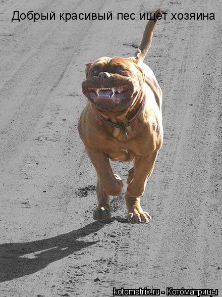 Котоматрица: Добрый красивый пес ищет хозяина