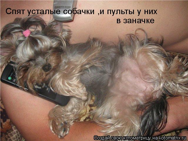 Котоматрица: Спят усталые собачки ,и пульты у них  в заначке