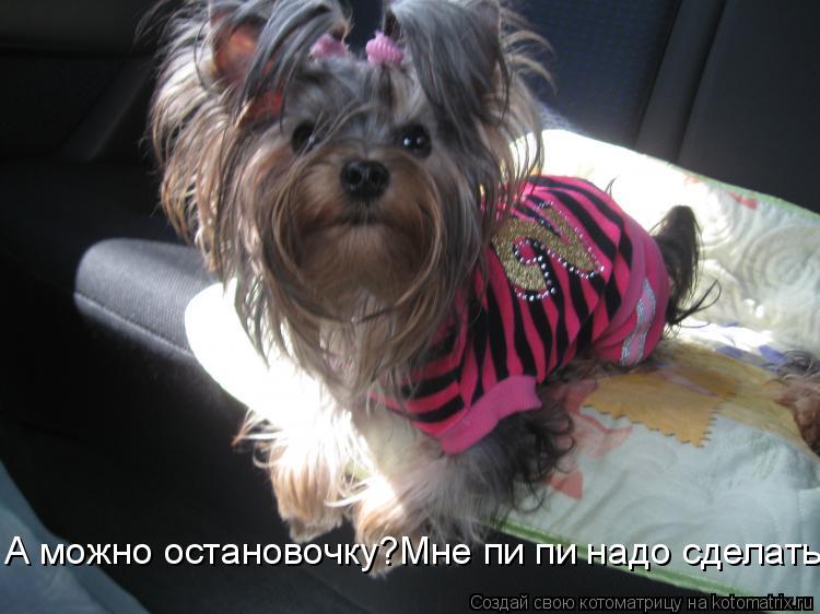 Котоматрица: А можно остановочку?Мне пи пи надо сделать..