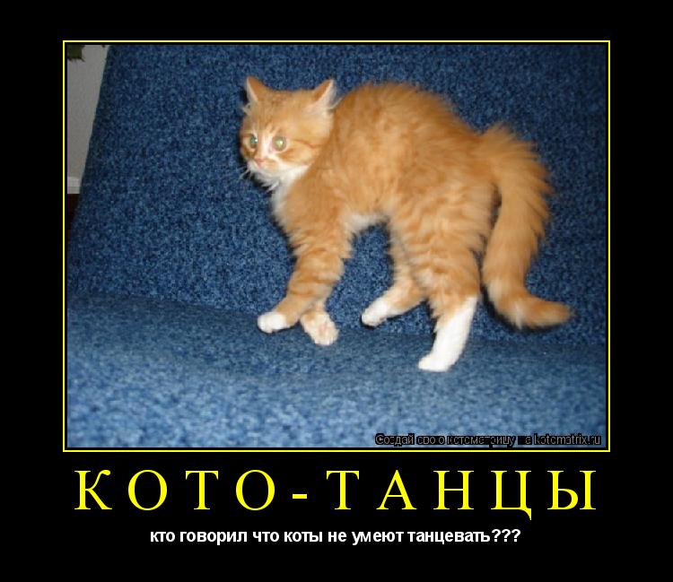 Котоматрица: кото-танцы кто говорил что коты не умеют танцевать???