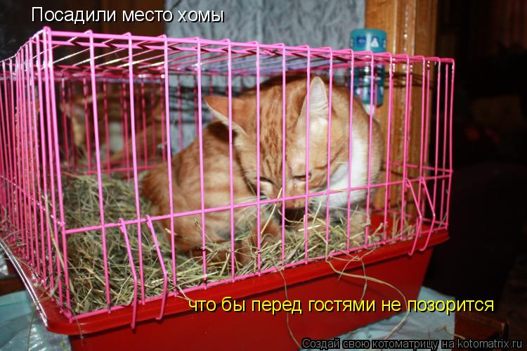 Посадили место хомы что бы перед гостями не позорится... Котоматрица: Посадили место хомы что бы перед гостями не позорится