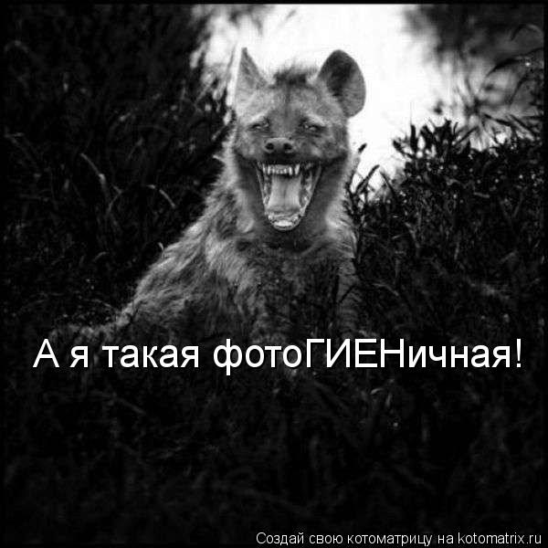 А я такая фотоГИЕНичная!... Котоматрица: А я такая фотоГИЕНичная!