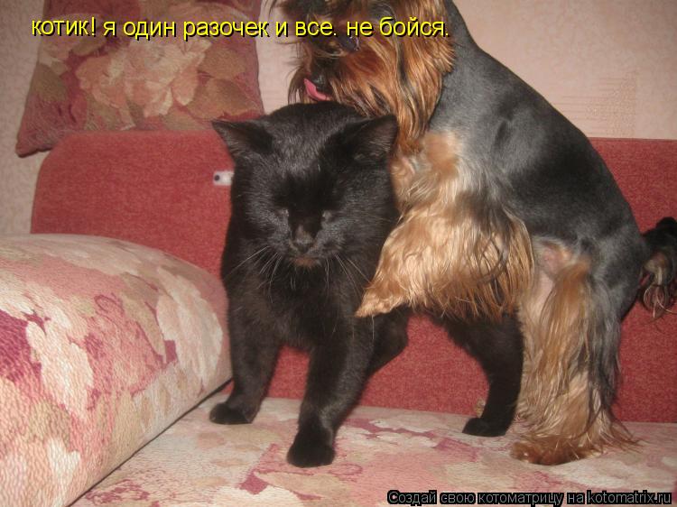 котик котик ! я один разочек и все. не бойся.... Котоматрица: котик котик ! я один разочек и все. не бойся.