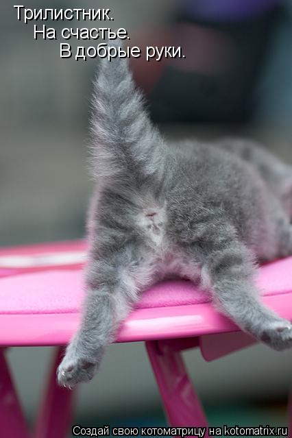 Трилистник. На счастье. В добрые руки.... Котоматрица: Трилистник. На счастье. В добрые руки.
