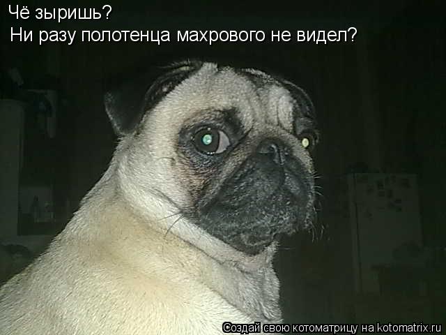 Котоматрица: Чё зыришь? Ни разу полотенца махрового не видел?