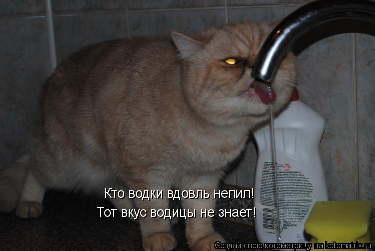 Кто водки вдовль непил! Тот вкус водицы не знает!... Котоматрица: Кто водки вдовль непил! Тот вкус водицы не знает!