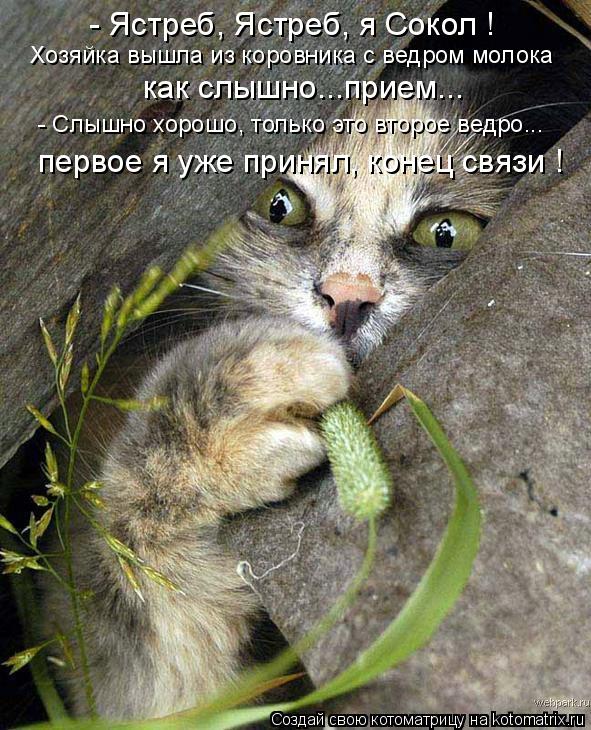 - Ястреб, Ястреб, я Сокол ! Хозяйка вышла из коровника с ведром молока - Слышно хорошо, только это в... Котоматрица: - Ястреб, Ястреб, я Сокол ! Хозяйка вышла из коровника с ведром молока - Слышно хорошо, только это второе ведро... как слышно...прием... первое я