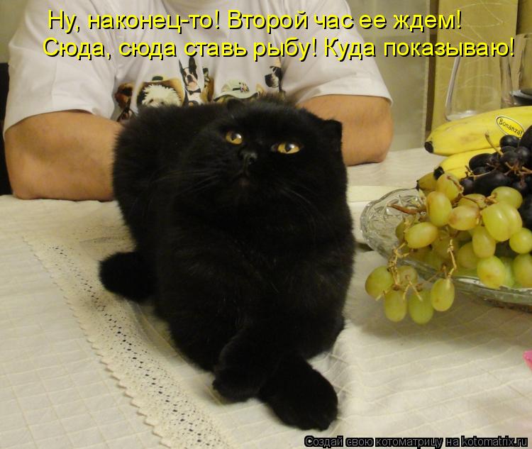Ну, наконец-то! Второй час ее ждем! Сюда, сюда ставь рыбу! Куда показываю!... Котоматрица: Ну, наконец-то! Второй час ее ждем! Сюда, сюда ставь рыбу! Куда показываю!