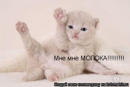 Мне мне МОЛОКА!!!!!!!!!... Котоматрица: Мне мне МОЛОКА!!!!!!!!!