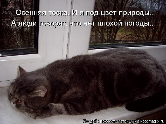 Котоматрица: Осенняя тоска. И я под цвет природы... А люди говорят, что нет плохой погоды... А люди говорят, что нет плохой погоды...