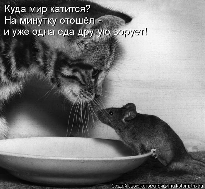 Куда мир катится? На минутку отошёл - и уже одна еда другую ворует!... Котоматрица: Куда мир катится? На минутку отошёл - и уже одна еда другую ворует!
