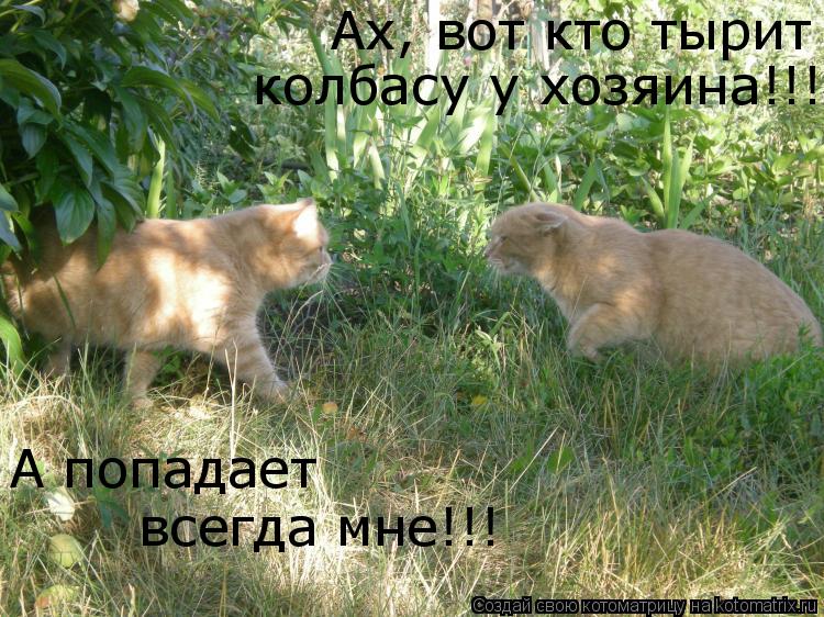 Ах, вот кто тырит колбасу у хозяина!!! А попадает всегда мне!!!... Котоматрица: Ах, вот кто тырит колбасу у хозяина!!! А попадает всегда мне!!!